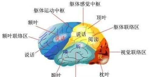大脑各区域的功能是怎样划分的(大脑功能区划分顺口溜)图1
