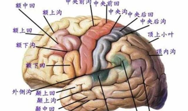 大脑各区域的功能是怎样划分的(大脑功能区划分顺口溜)图2