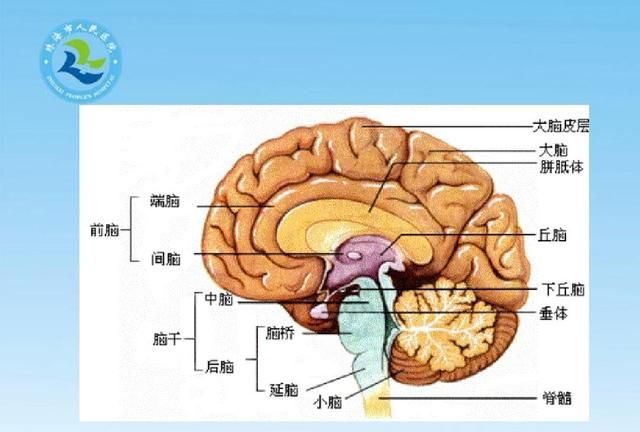 大脑各区域的功能是怎样划分的(大脑功能区划分顺口溜)图3