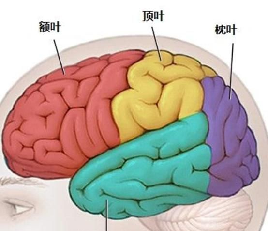 大脑各区域的功能是怎样划分的(大脑功能区划分顺口溜)图5