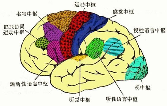 大脑各区域的功能是怎样划分的(大脑功能区划分顺口溜)图6